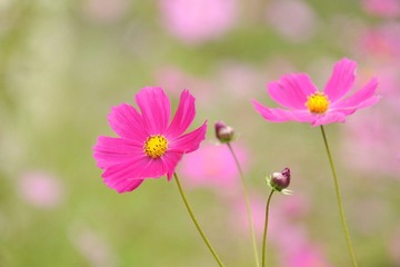 秋日丹巴的花