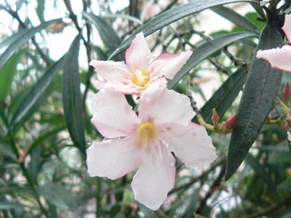 P1150223