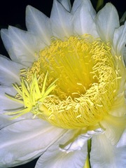 webwxgetmsgimg (1)