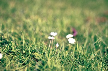 小花花