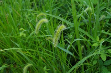 IMGP0239_