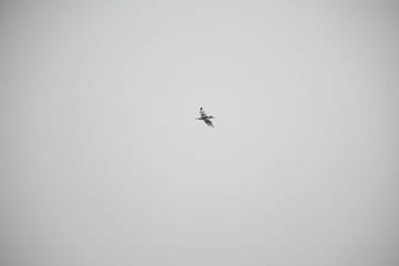 NK7_4261