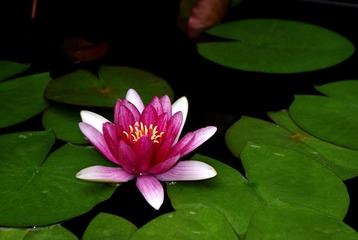 莲花