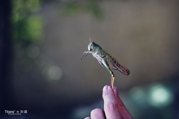 虫子