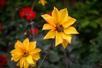 牛津的花儿2