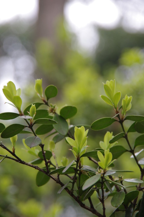 新芽 br /> 上海南翔古猗园新冒出的枝芽,绿绿的,惹人喜爱