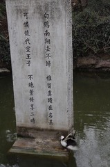 春江水暖鸭先知