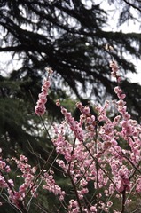 春花