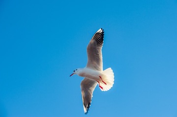 _LX71333
