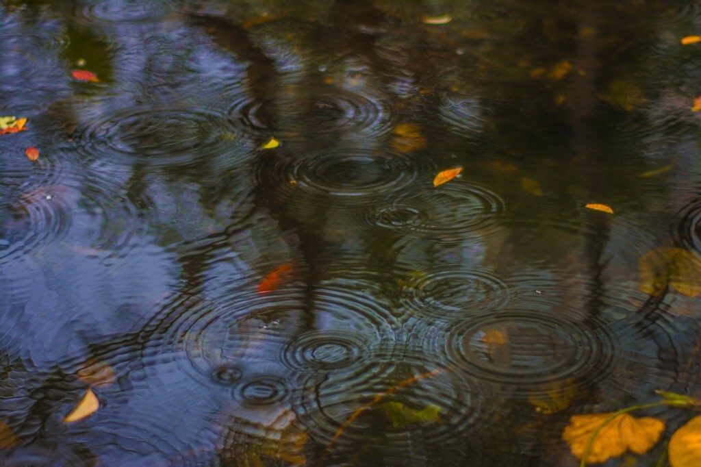 雨中鱼