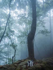 8345FFFC-BE0E-4898-A888-DD465720EA66/L0/001