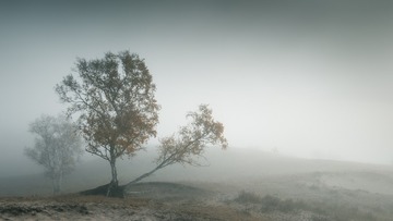 “D87R0354”