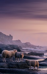 塞尼亚岛的羊群