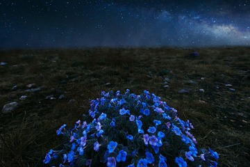 夜花