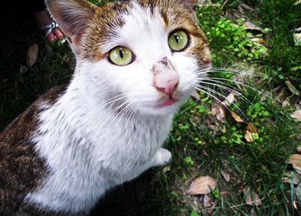 麦香猫
