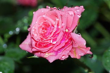 ART_4871
