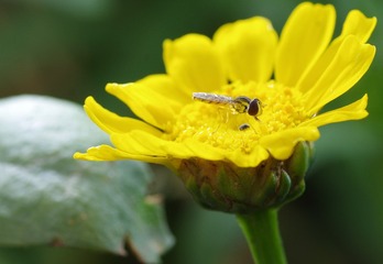 GLQ_5951
