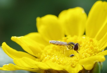 GLQ_5951