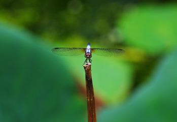 GLQ_0039
