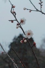 9E1F6CCC-741A-4E59-8C63-1DA76EE18C92/L0/001