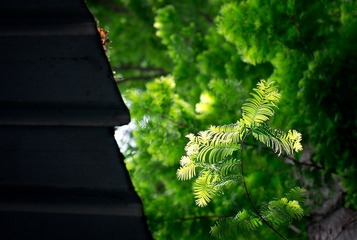 IMGP4004-2.jpg