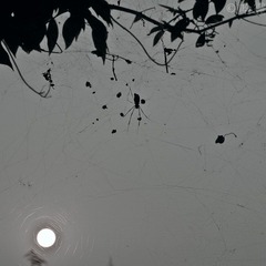 IMGP8336-2.jpg