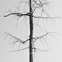 IMGP9679-2.jpg