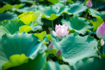 _DSC9733