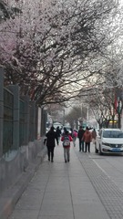 290426