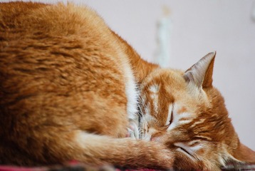 DSC_6758.jpg