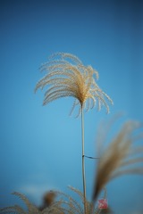 FZF_1731