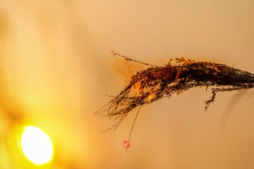 FZF_2654970