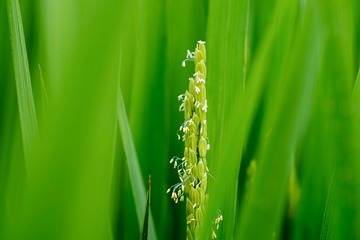 FZF_6607