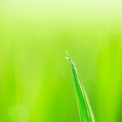 FZF_8680