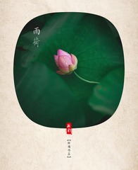 雨荷