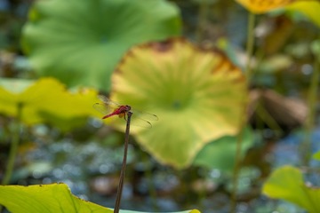 FZF_8593