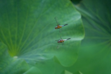 FZF_9647