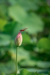 FZF_9789