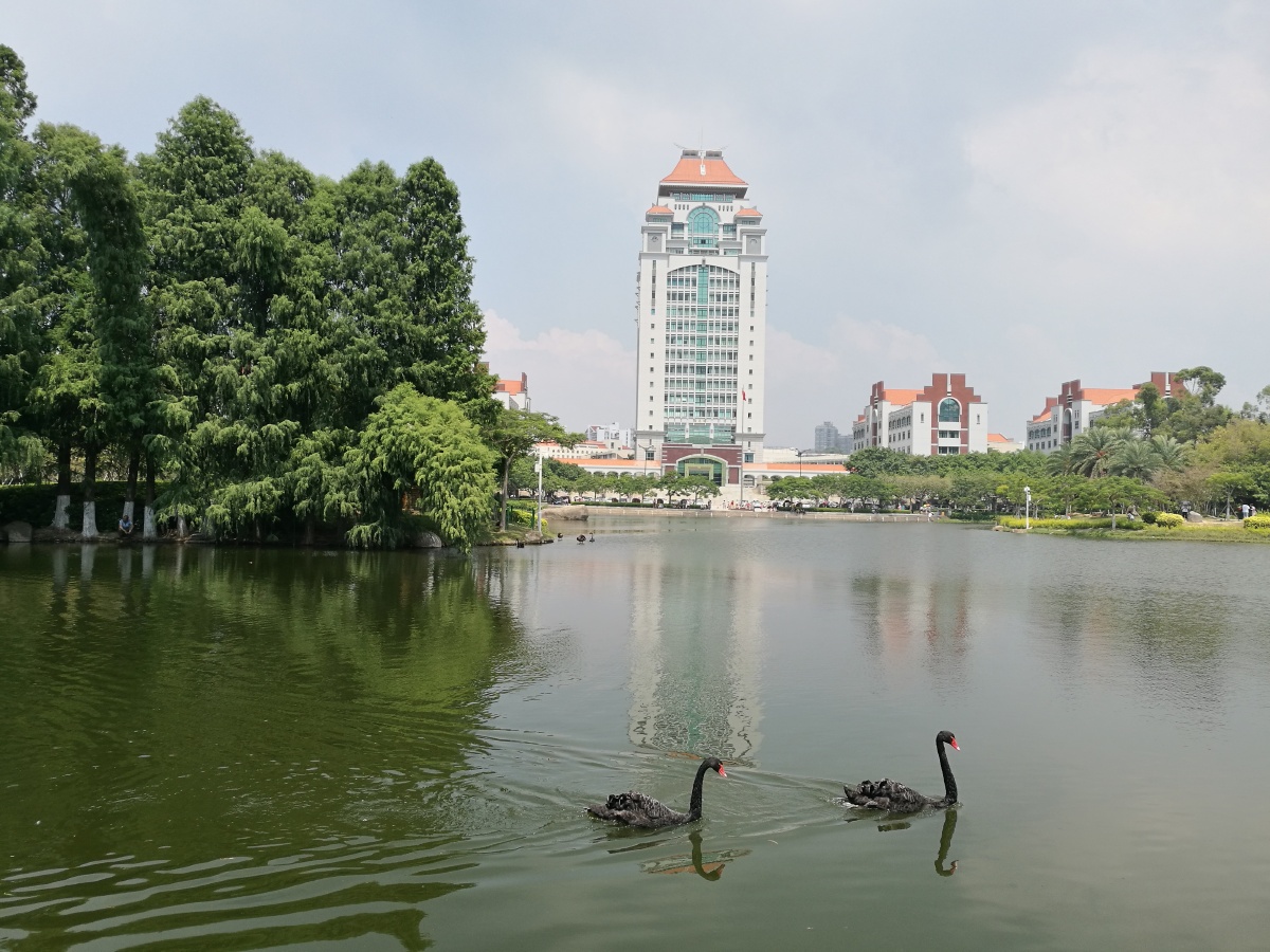 黑天鹅,已成为厦门大学的文化符号