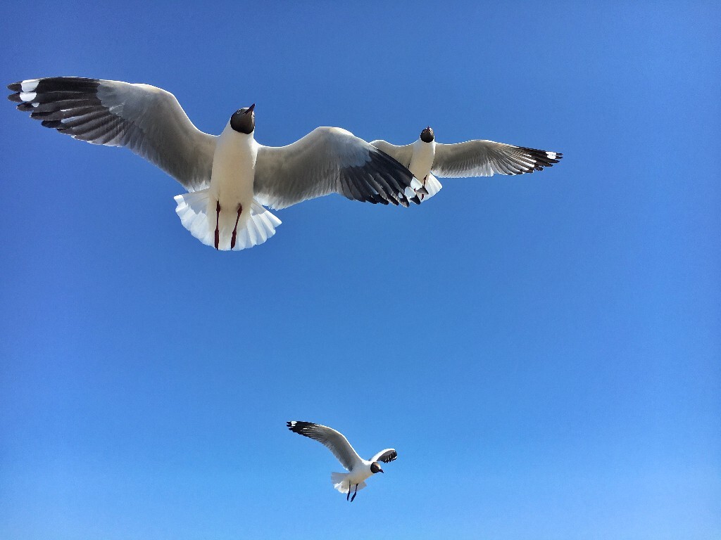 鸟岛