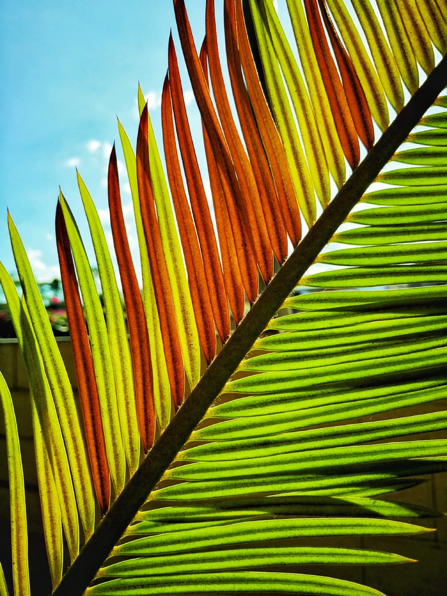 入秋后,铁树叶子渐渐变了颜色,在阳光照射下十分的艳丽.