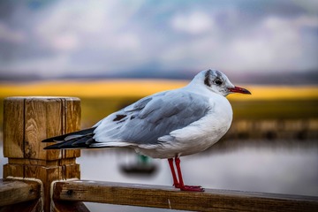 28982