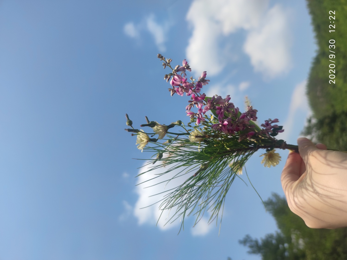 一束野花终将绽放