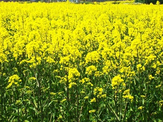 油菜花