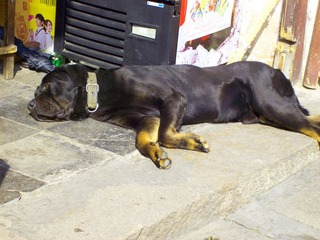 dog