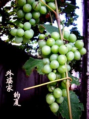 外婆家的葡萄（外婆也姓夏）
