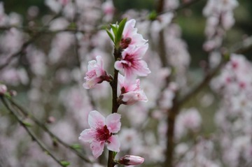 周村的桃花