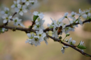 周村的李子花