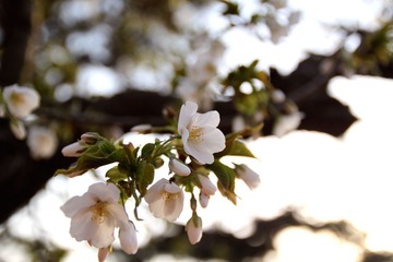IMG_8531-110416