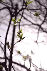 IMG_8418-110416